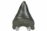 Fossil Megalodon Tooth - South Carolina #168945-1